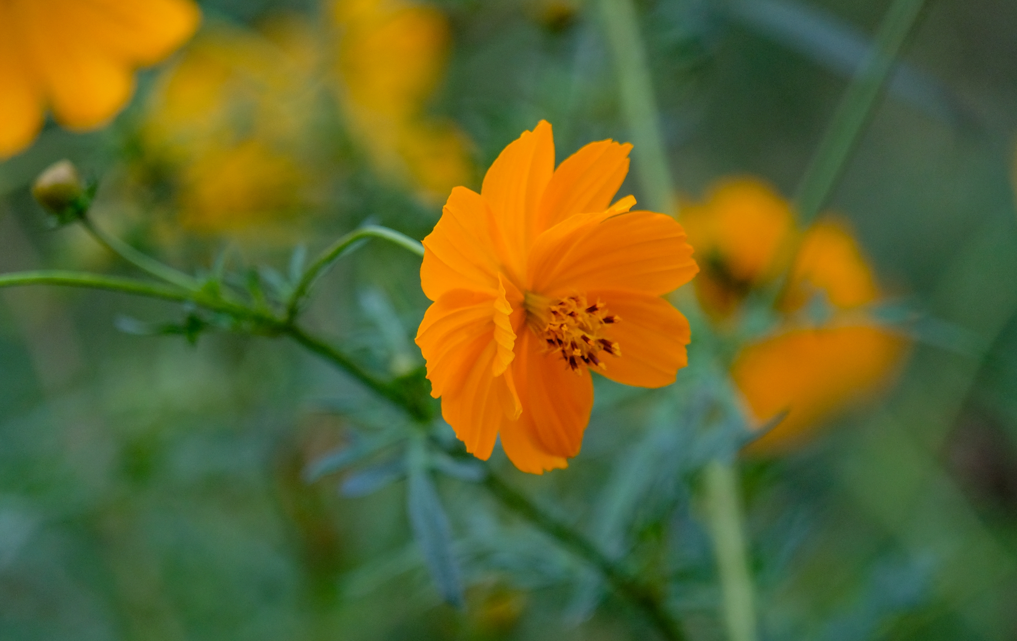 【vv首发】黄秋英