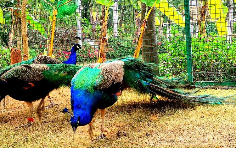 雍容大方,姿态优美,美丽端庄是一种吉祥高贵的珍禽鸟类,古称孔爵,孔鸟