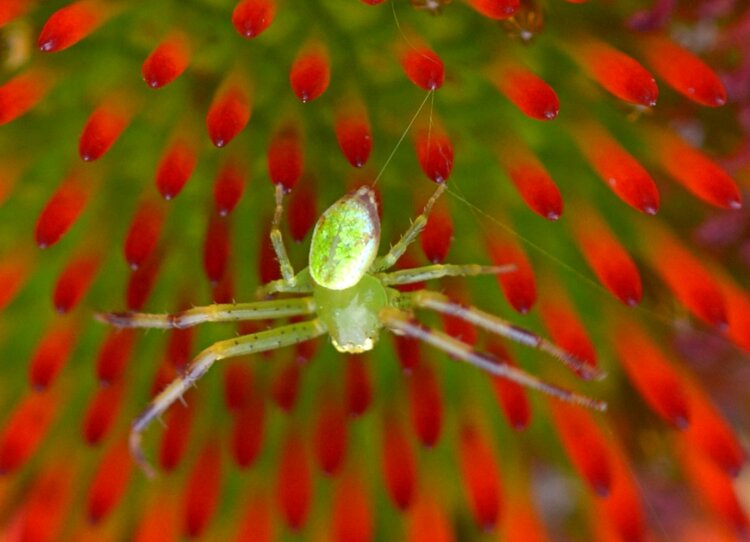 冲绳绿蟹蛛图片