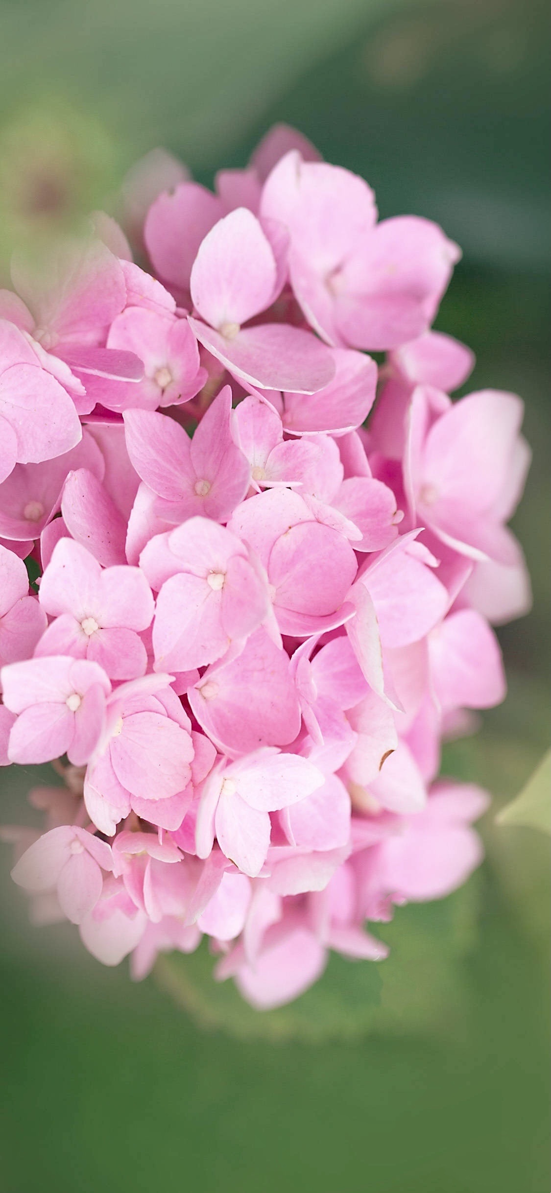 【首发】粉绣球