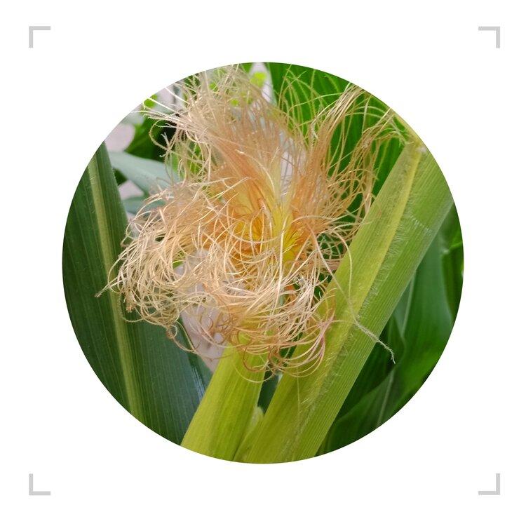 玉米花丝