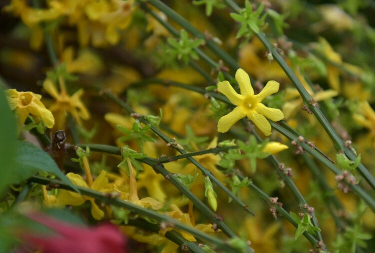 又見迎春花首發