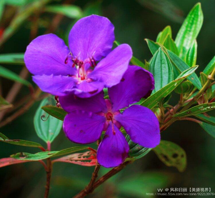 原创首发角茎野牡丹