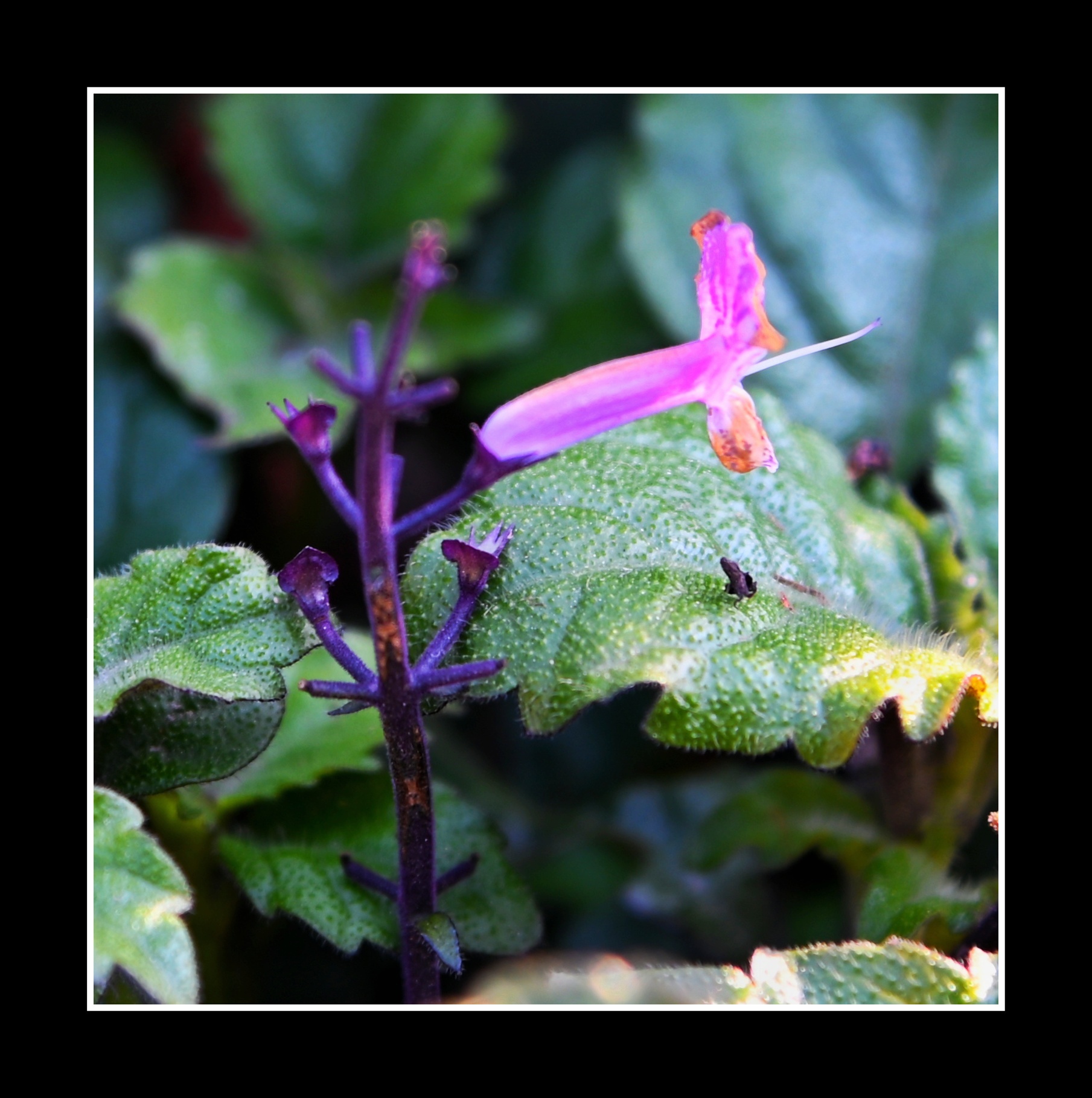【首发】艾氏香茶菜