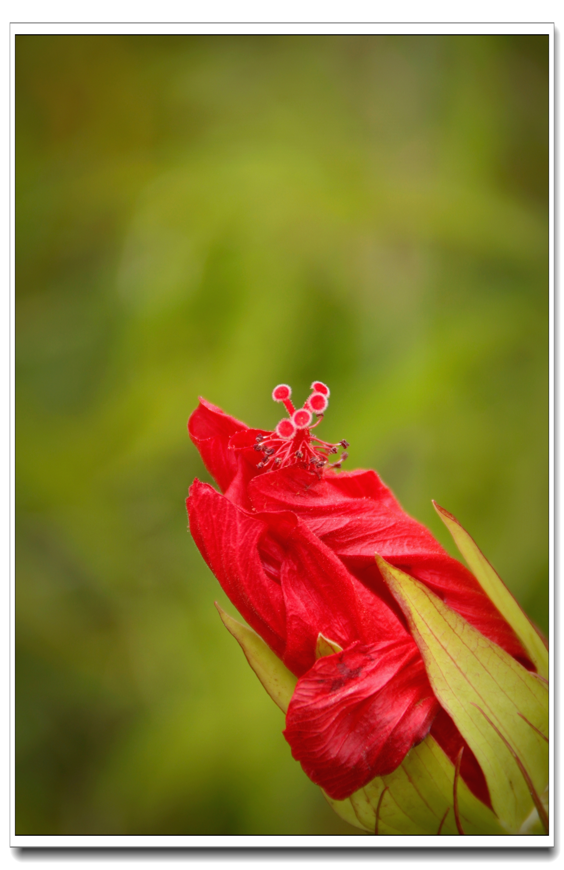 【首发】热情似火的红秋葵