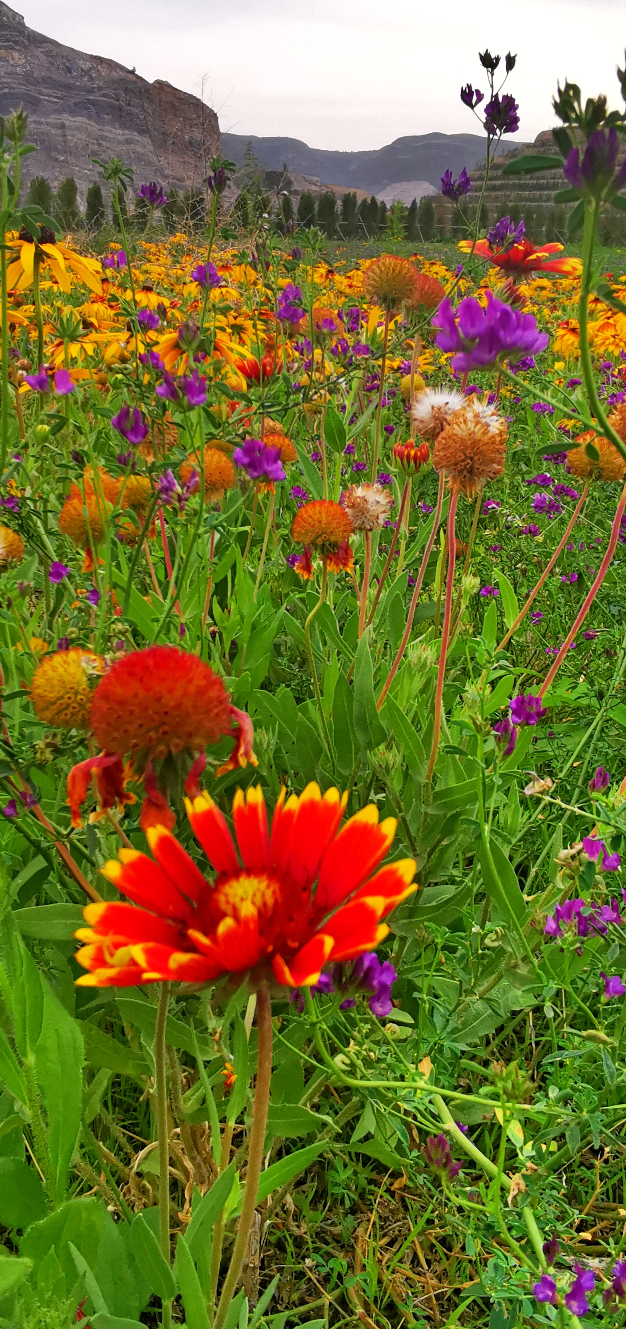 矿山开满《六月菊》