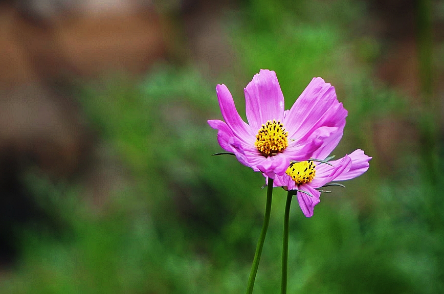 格桑花開