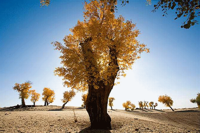 670_447gif 动态图 动图