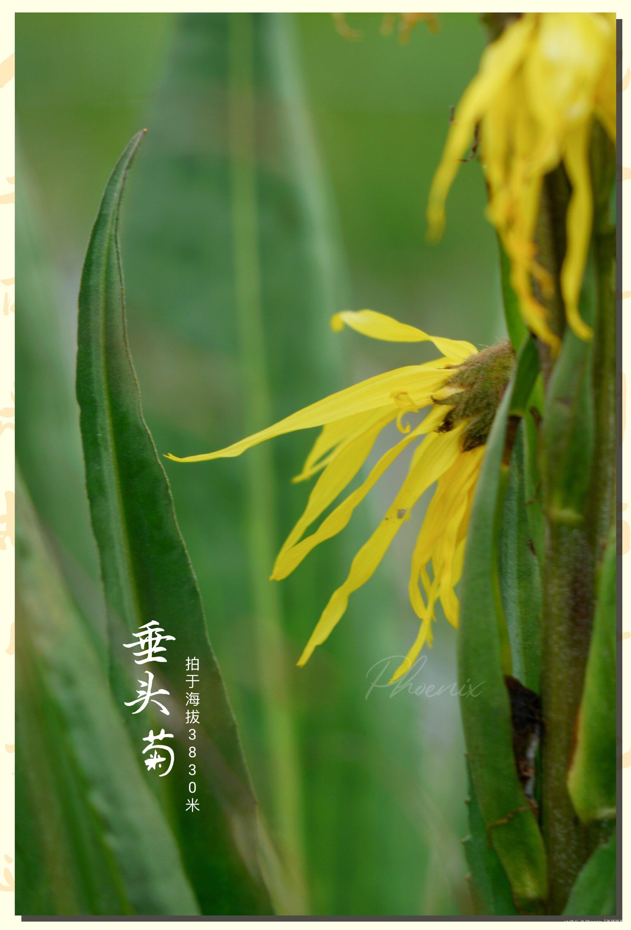 【秋蕊香】 幽径寒英齐绽