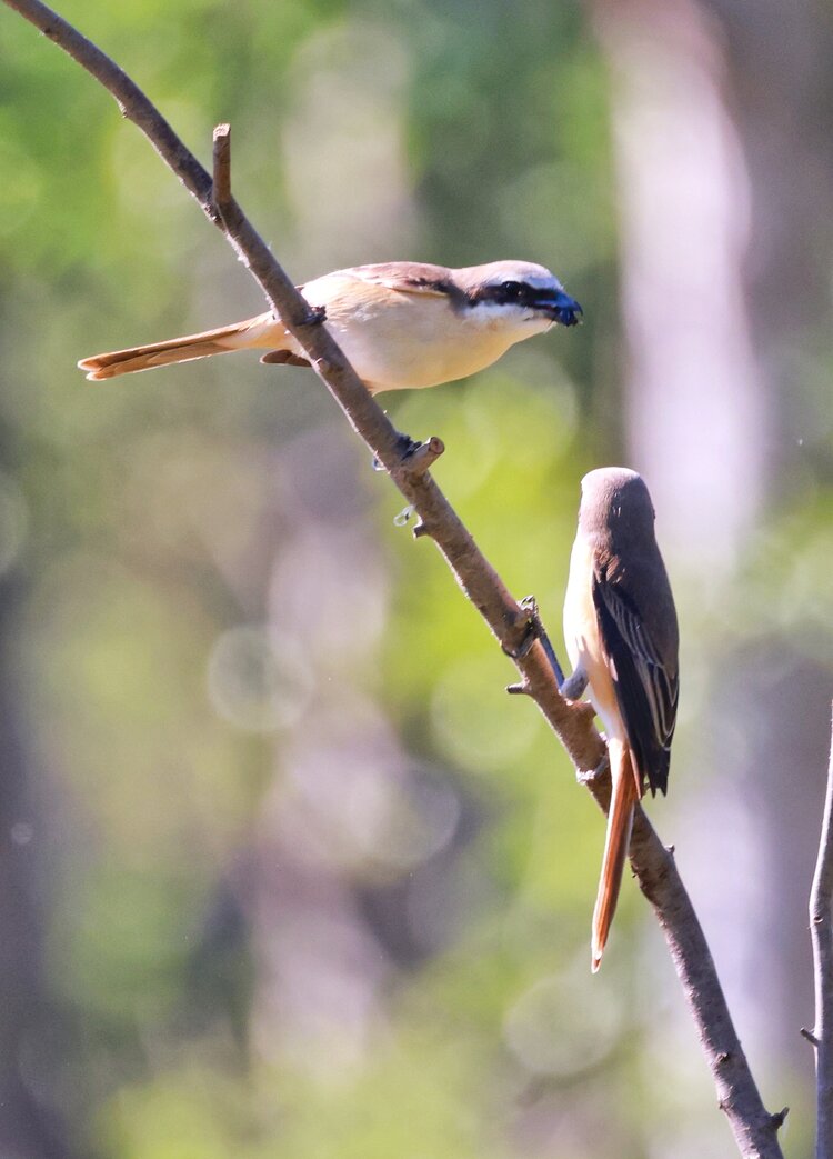 一对伯劳鸟秀恩爱