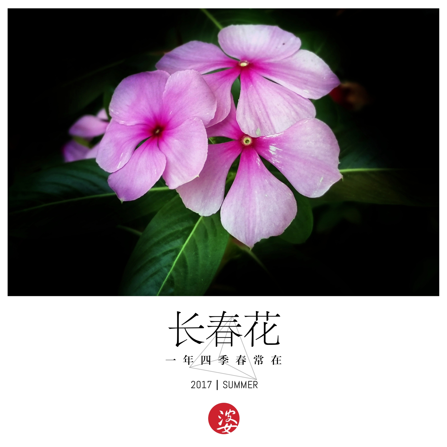 一年四季常开的花【原创首发】