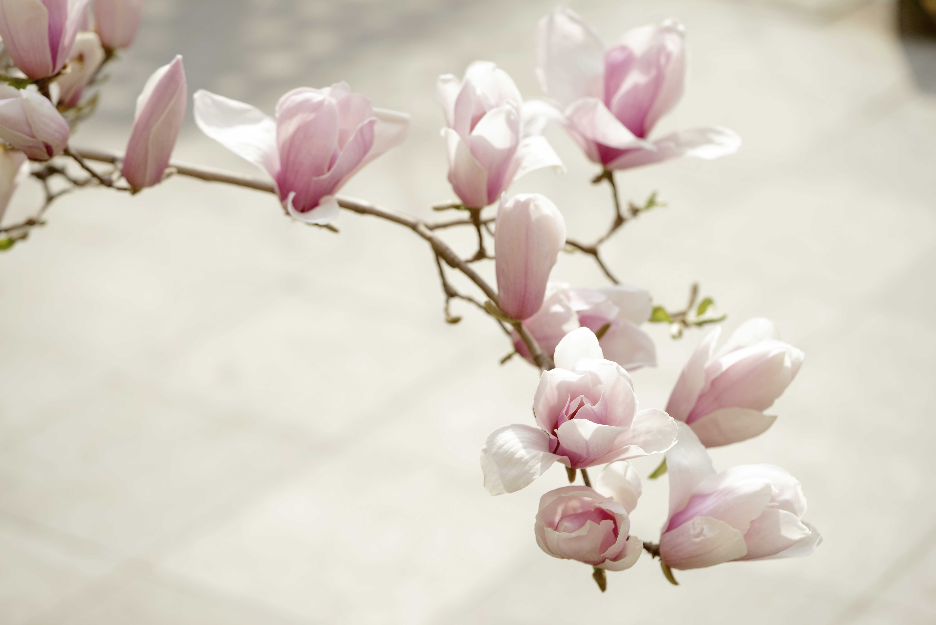 最美纯洁玉兰花