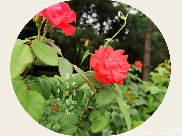 花中皇后月季原创首发