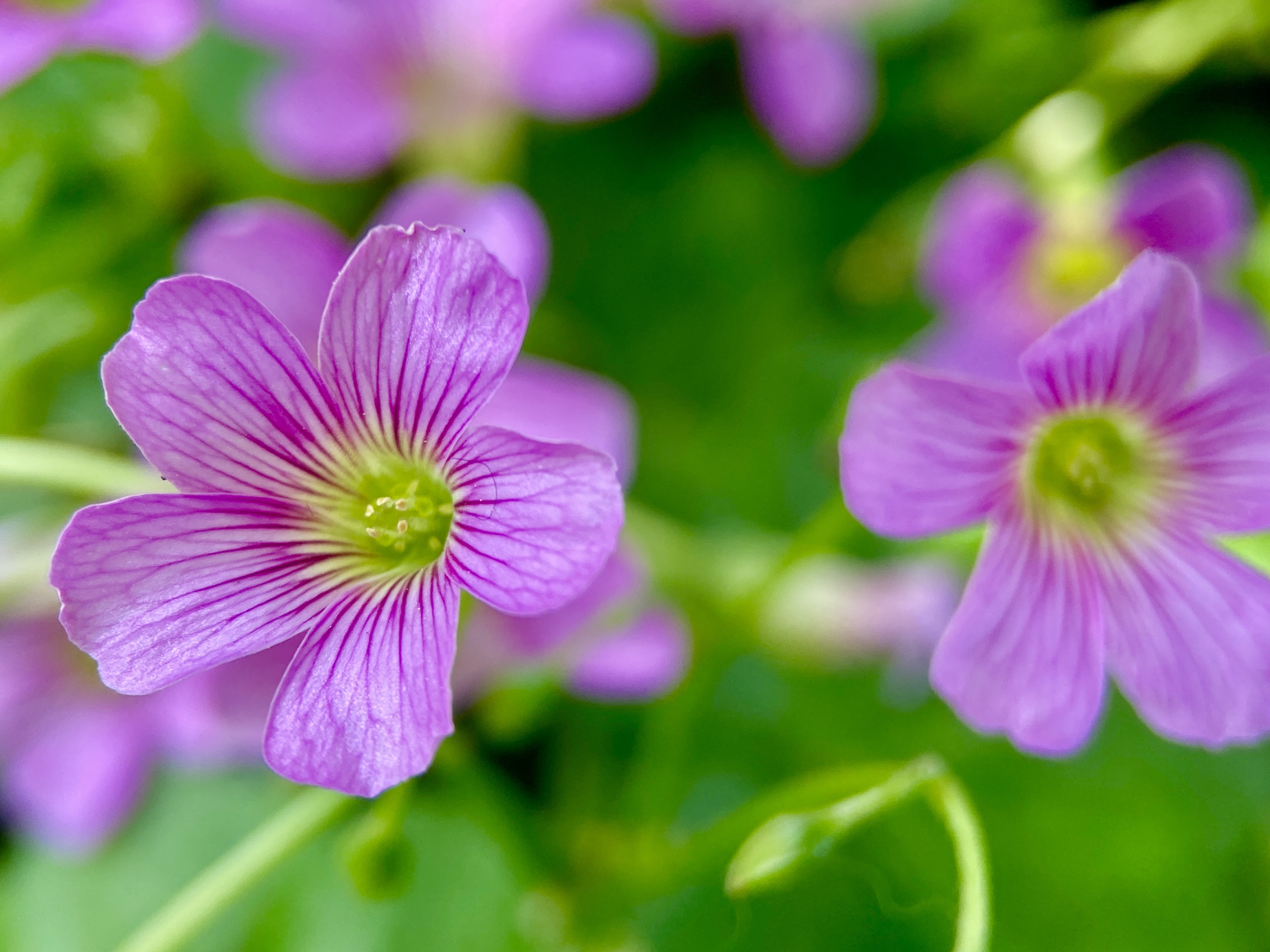 【首发】繁花～红花酢浆草(七)
