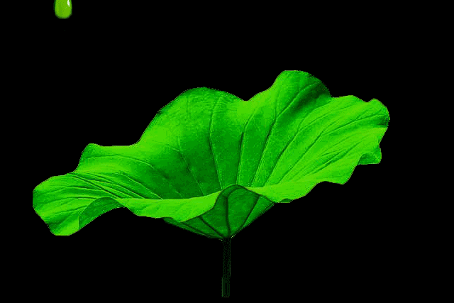 嫩绿,到哪儿去找这么多的绿;到处是绿的……好像绿色的墨水瓶倒翻了