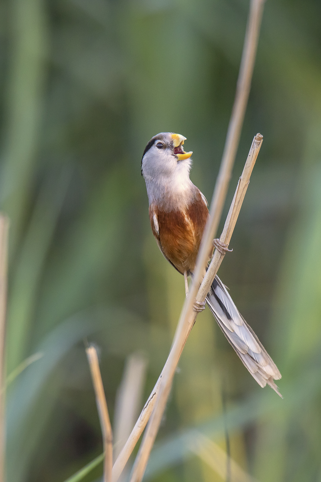 山阿《震旦鸦雀》