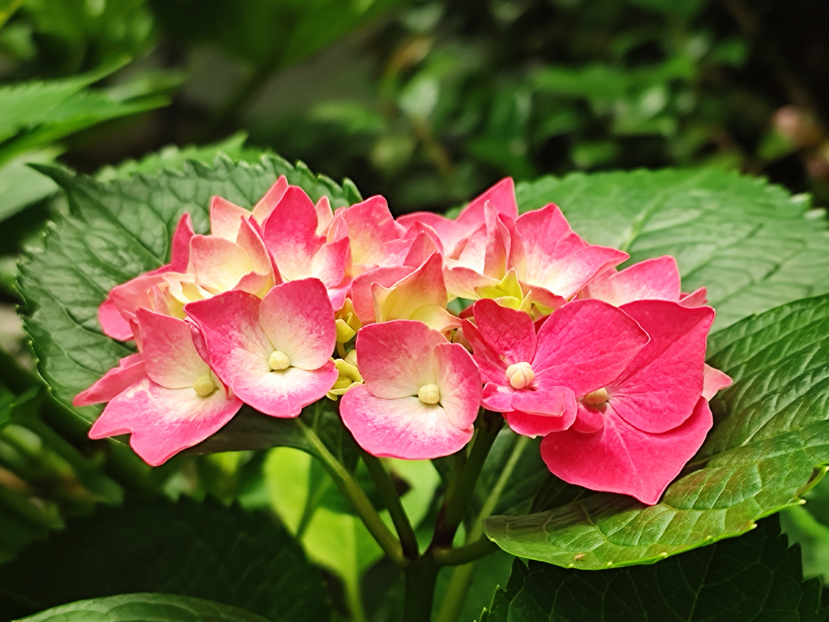 【原创首发】彩色绣球花