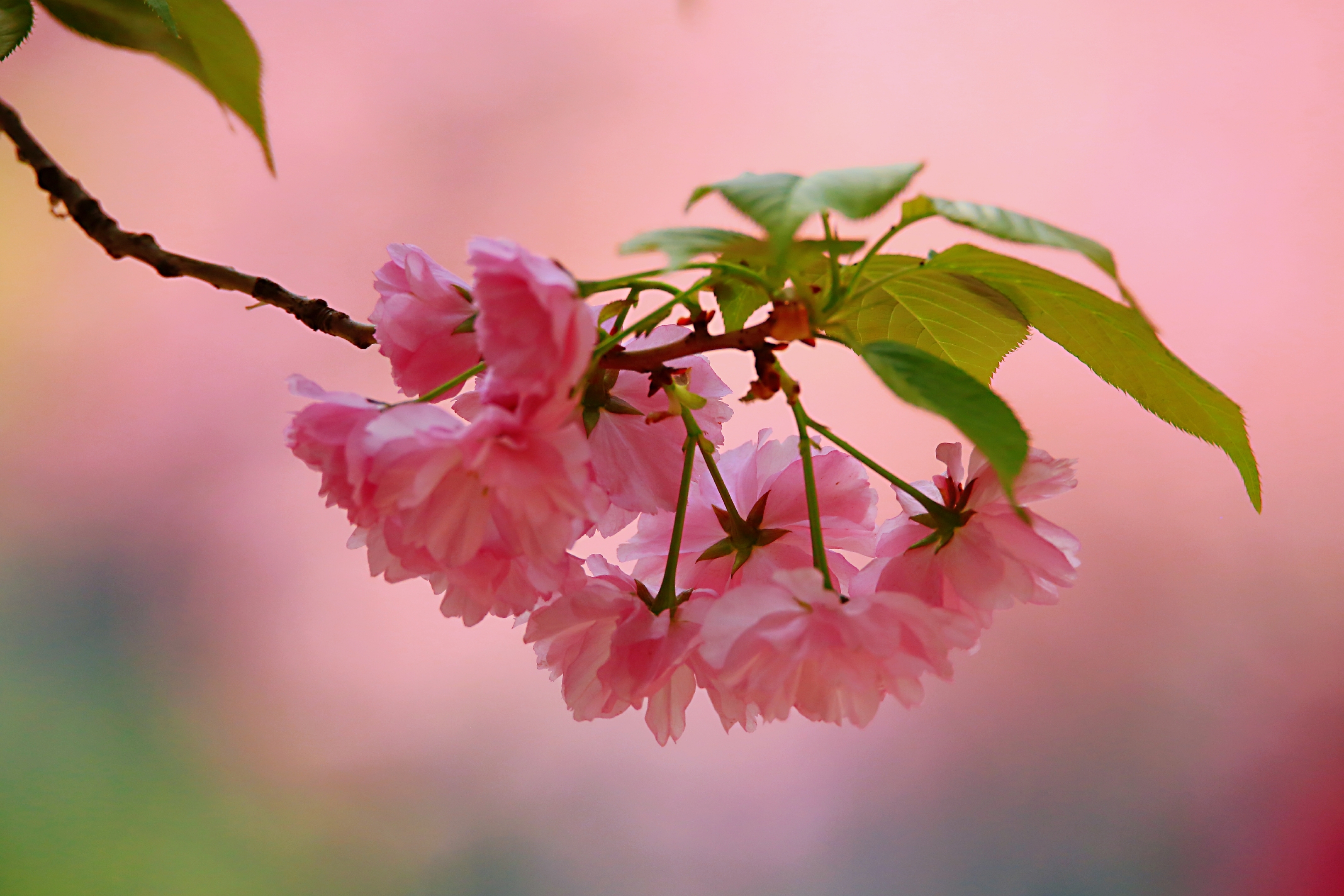 樱花是春天里最浪漫的期待,既有桃之绚烂,又兼梅之清幽.