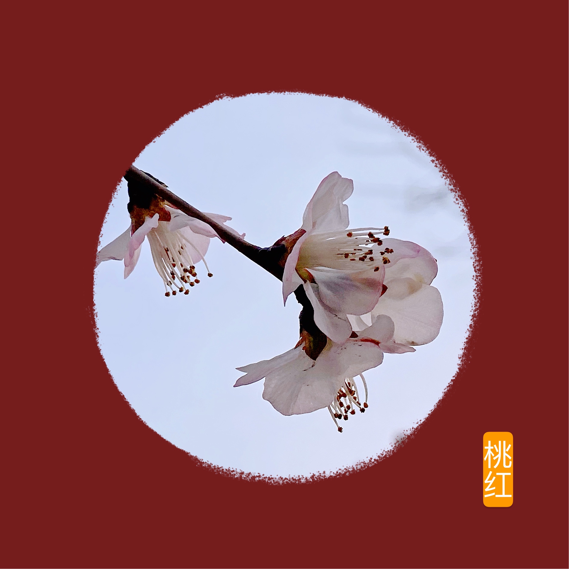 数枝艳拂文君酒,半里红欹宋玉墙.