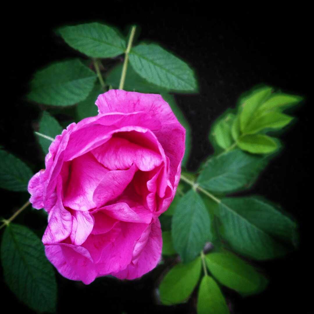 紫花重瓣玫瑰【首发】