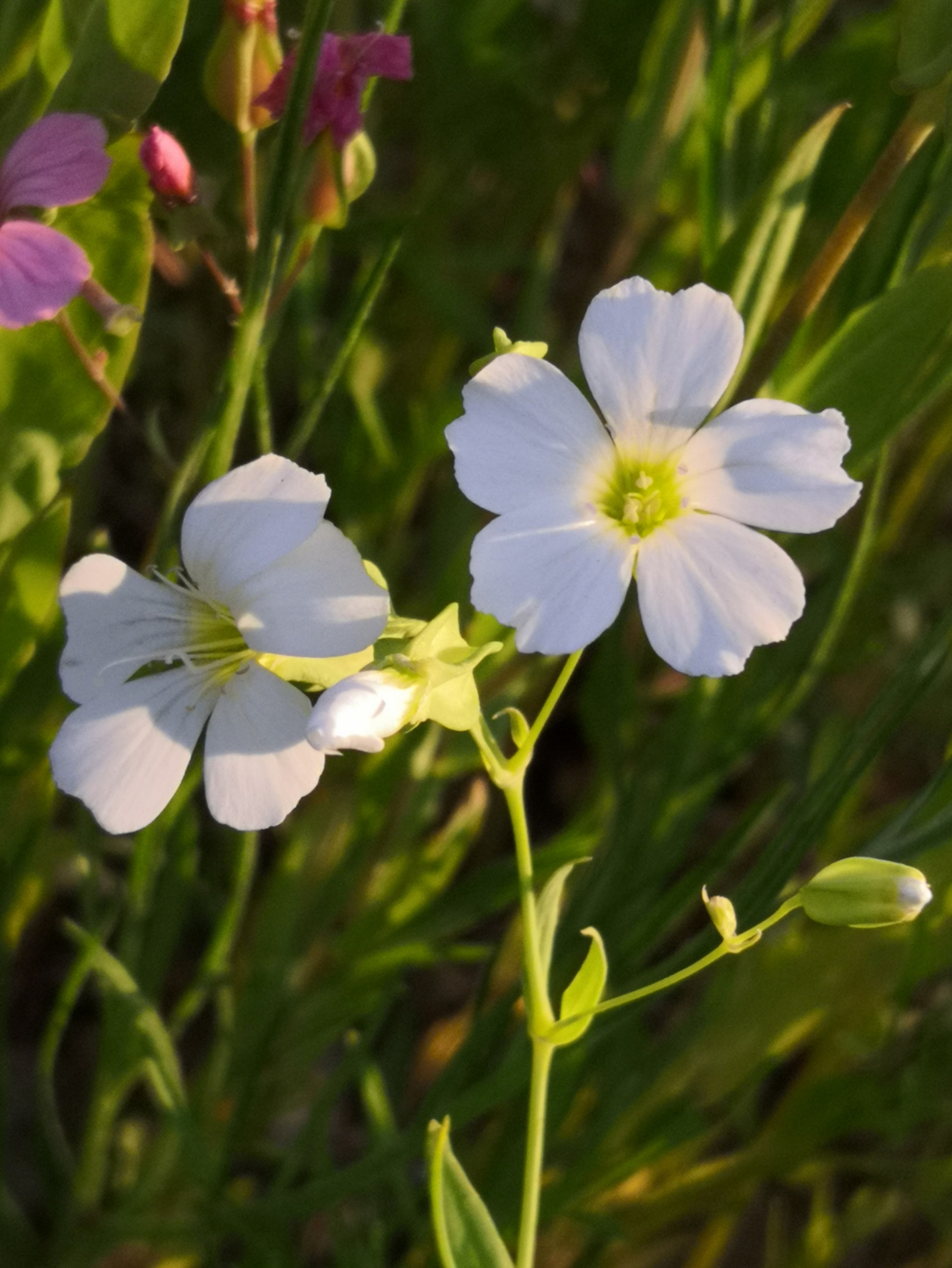 麦蓝菜礼赞【首发】