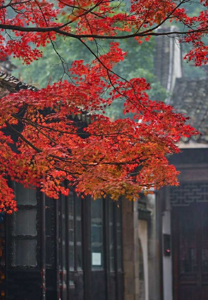 七绝秋枫禅意 文/老书生 红枫叶落径幽深, 无限秋山色醉心.