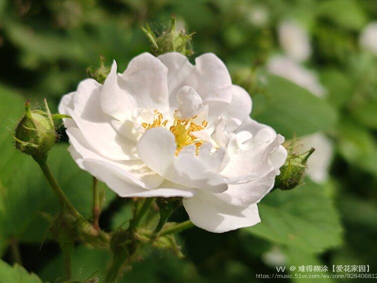 白色蔷薇花vⅤ首发