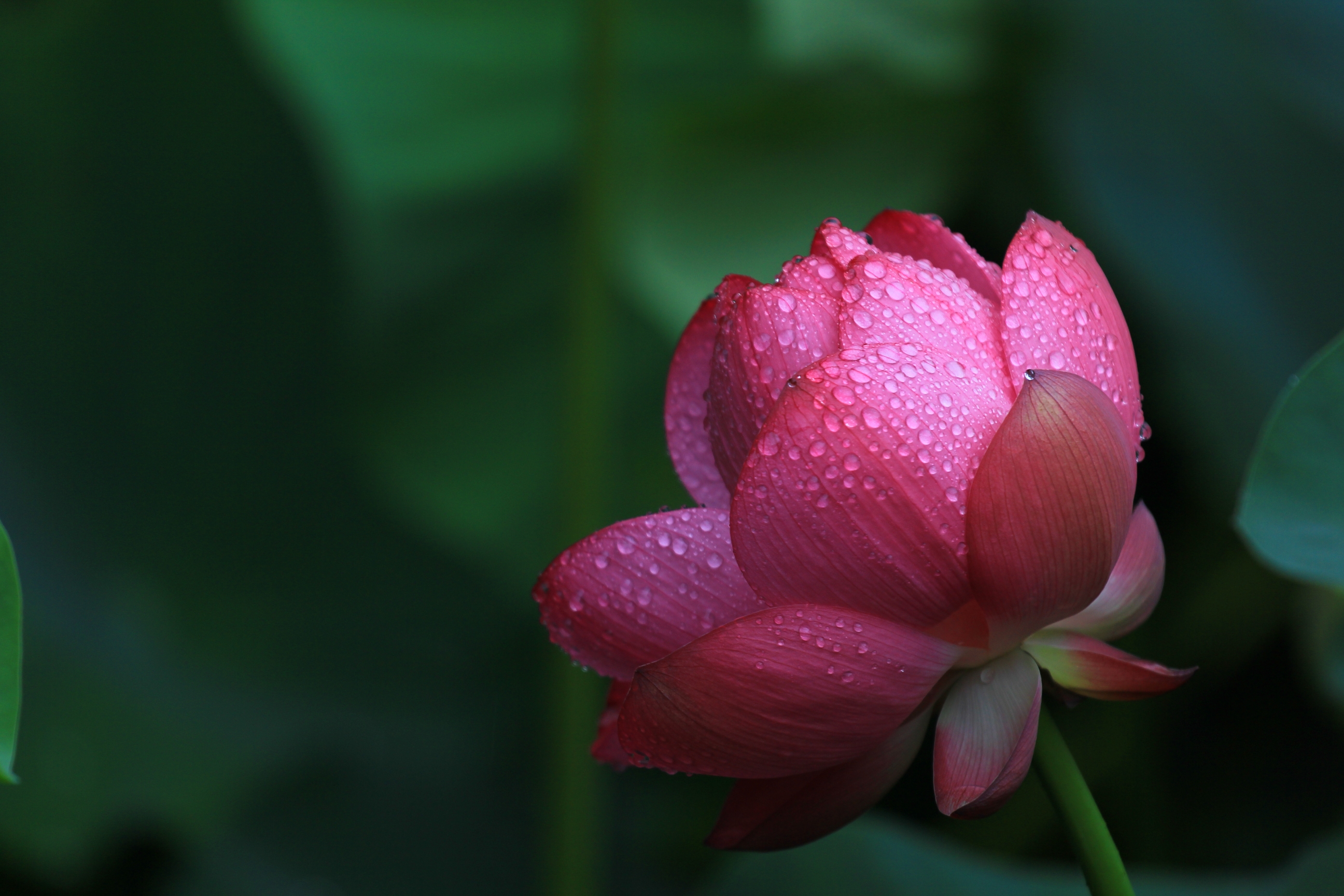 秋日荷花【首发】