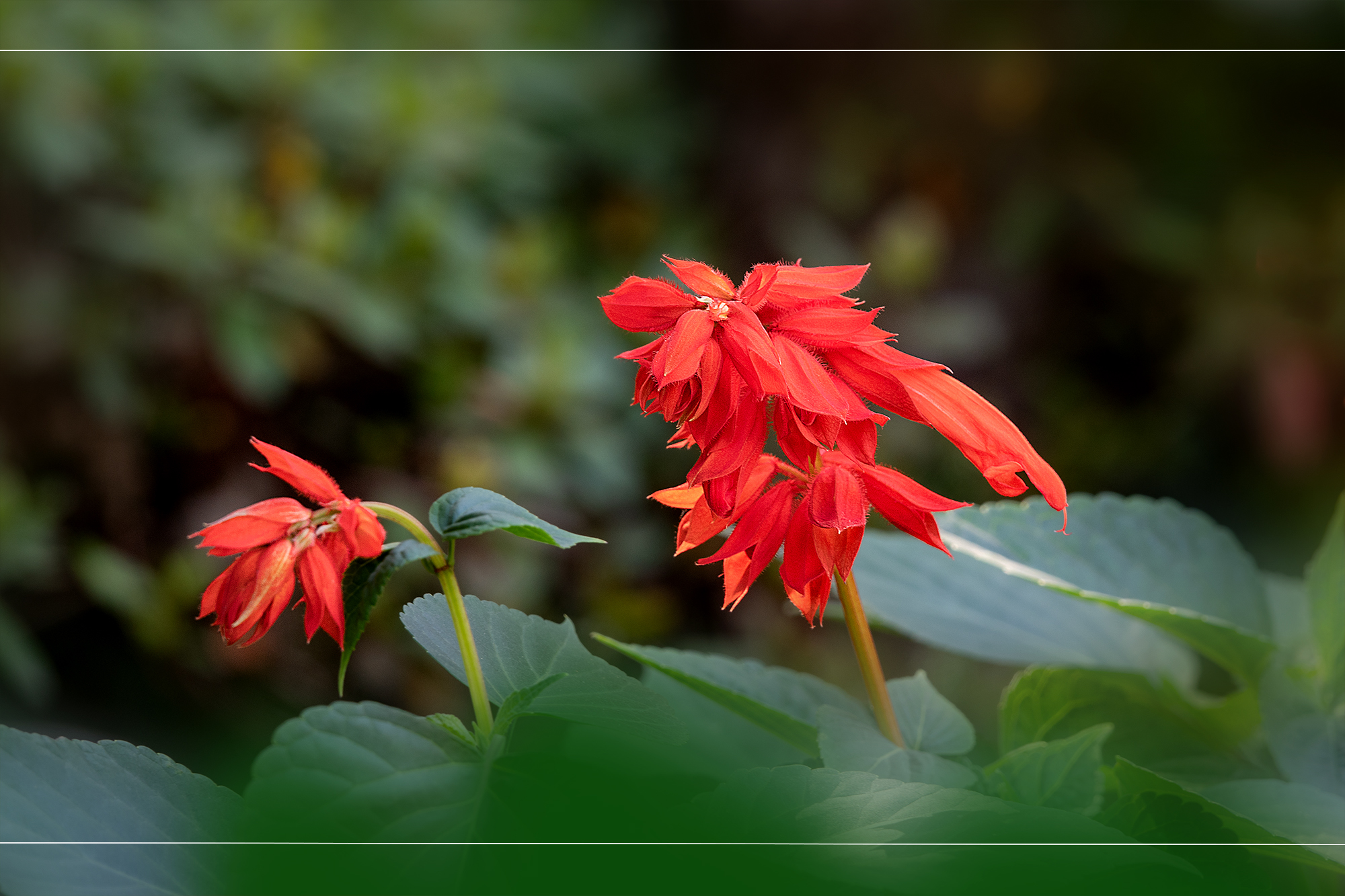 一串丹朱红欲燃