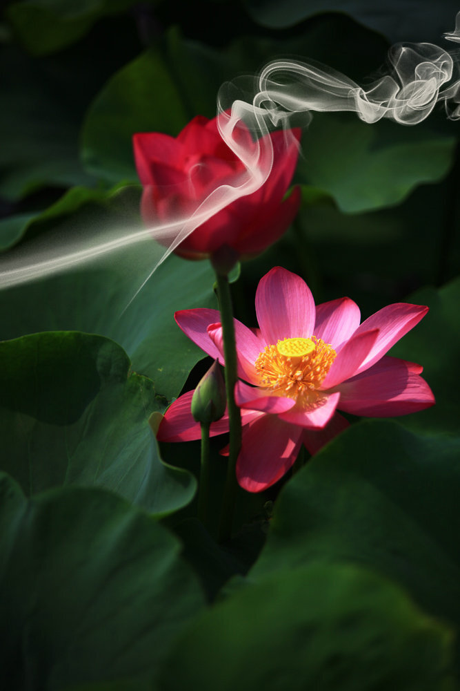 我是佛前的一朵清莲