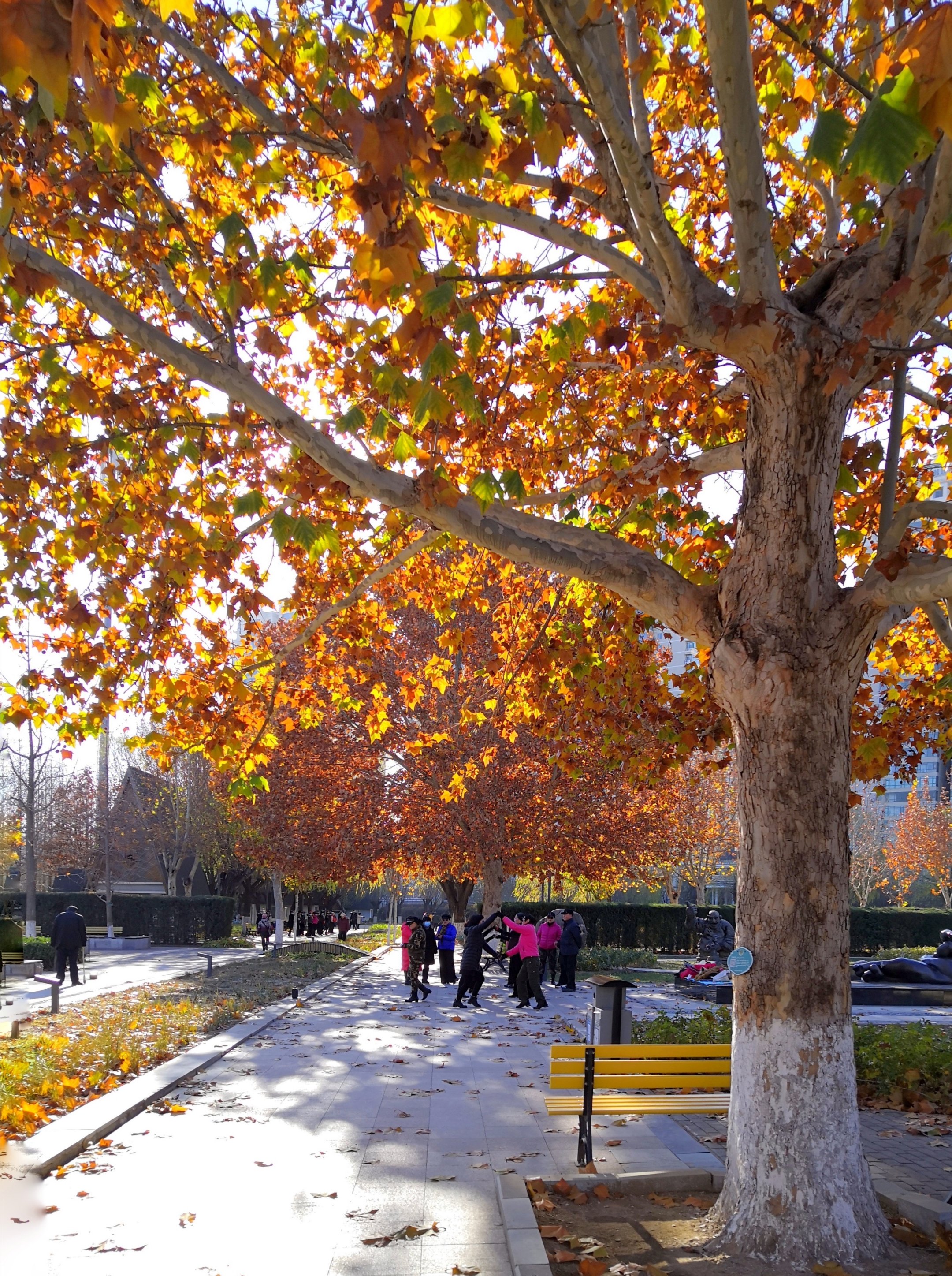 梧桐树下呈吉祥【首发】