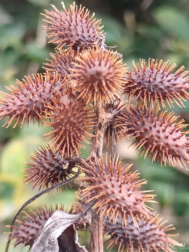 旷野的苍耳图片