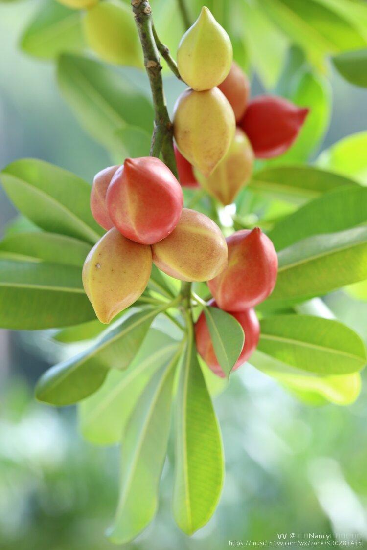 玫瑰木并非玫瑰花的枝干,玫瑰果亦并非是玫瑰花的果实,它是乔木植物