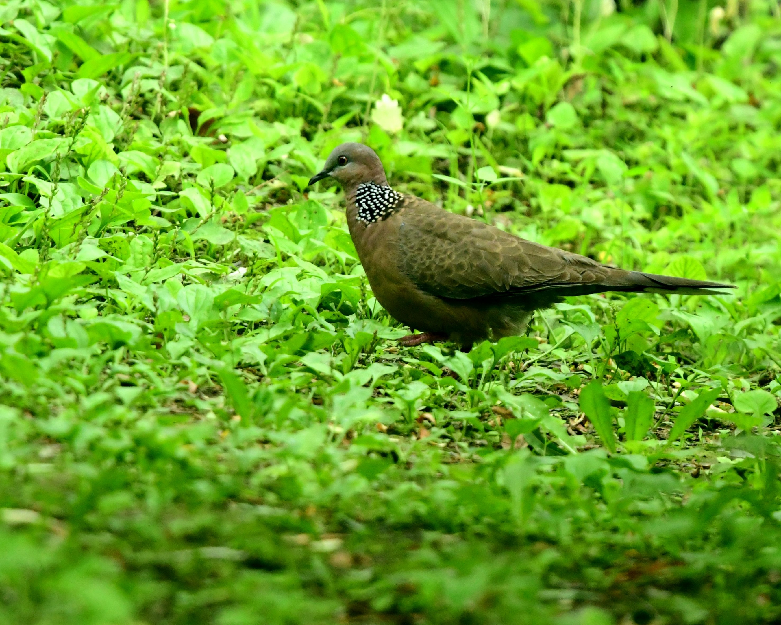 极北柳莺是雀形目柳莺科柳莺属的鸟类.俗名:柳串儿,北寒带柳莺.