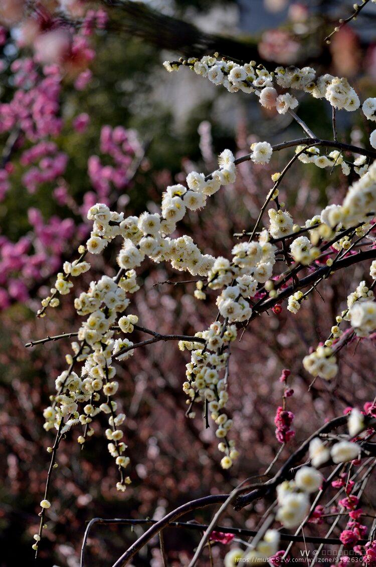 梅花系列一双碧垂丝梅首发