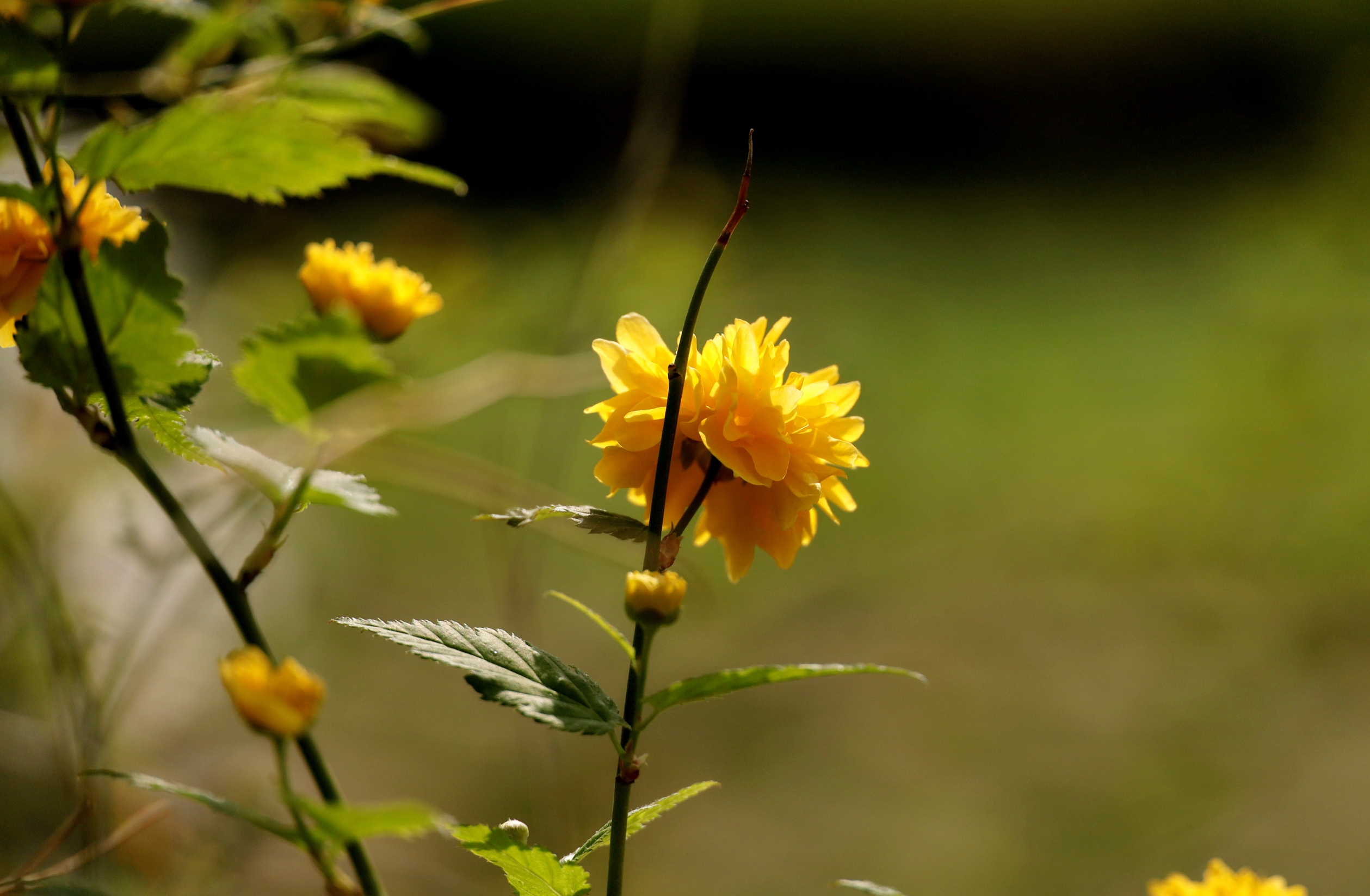 叶卵形或三角形,先端渐尖,基部截形或近圆形,边缘有重锯齿,上面无毛或