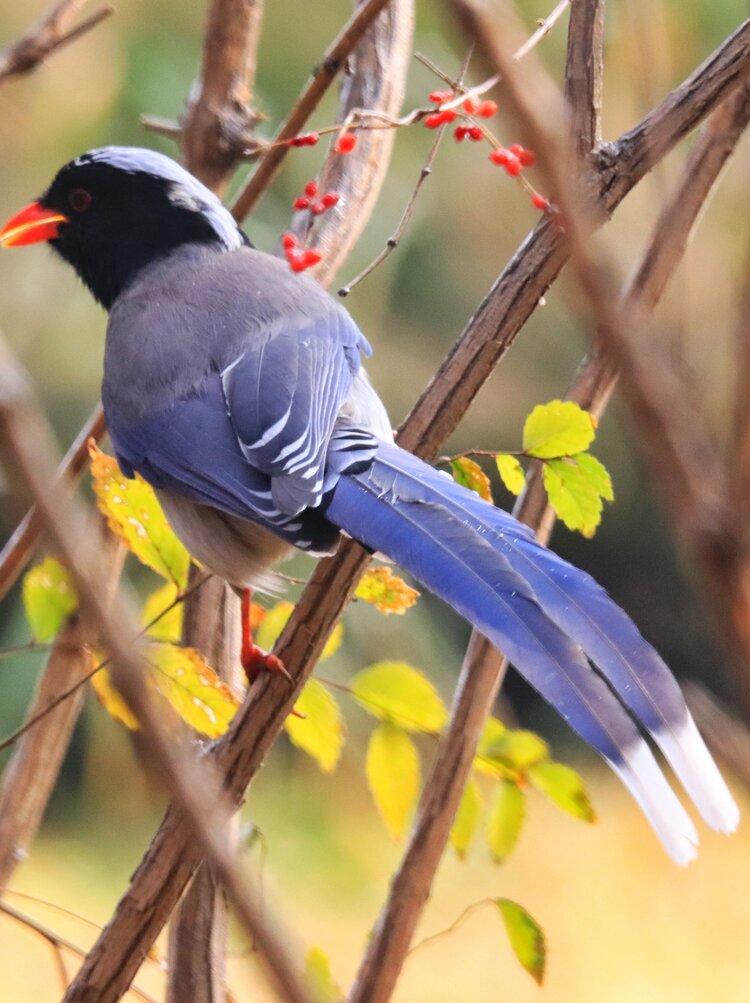 红嘴长尾蓝雀