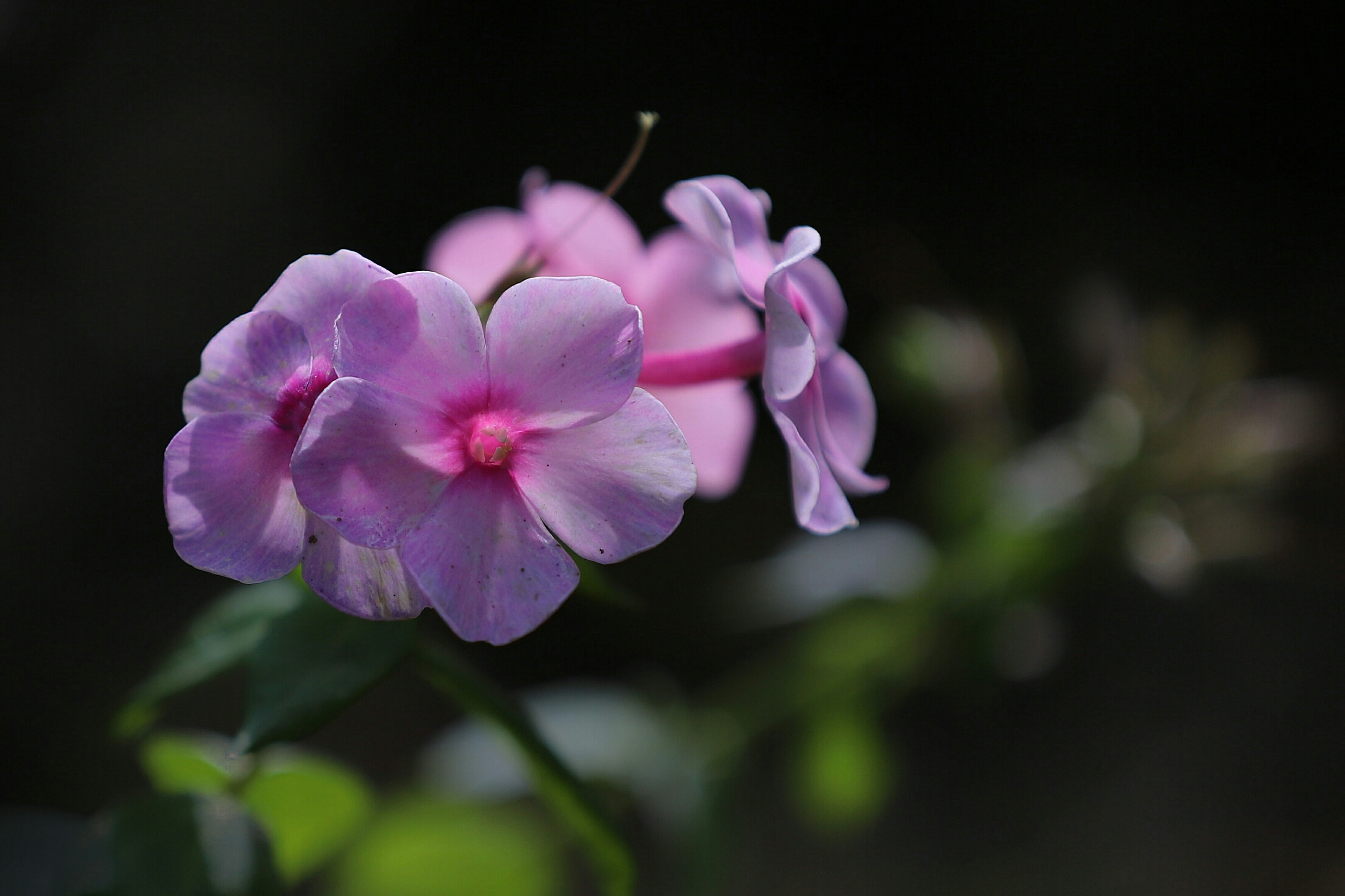 光影下的小天蓝绣球