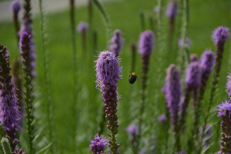 怡静宜人神鞭菊首发