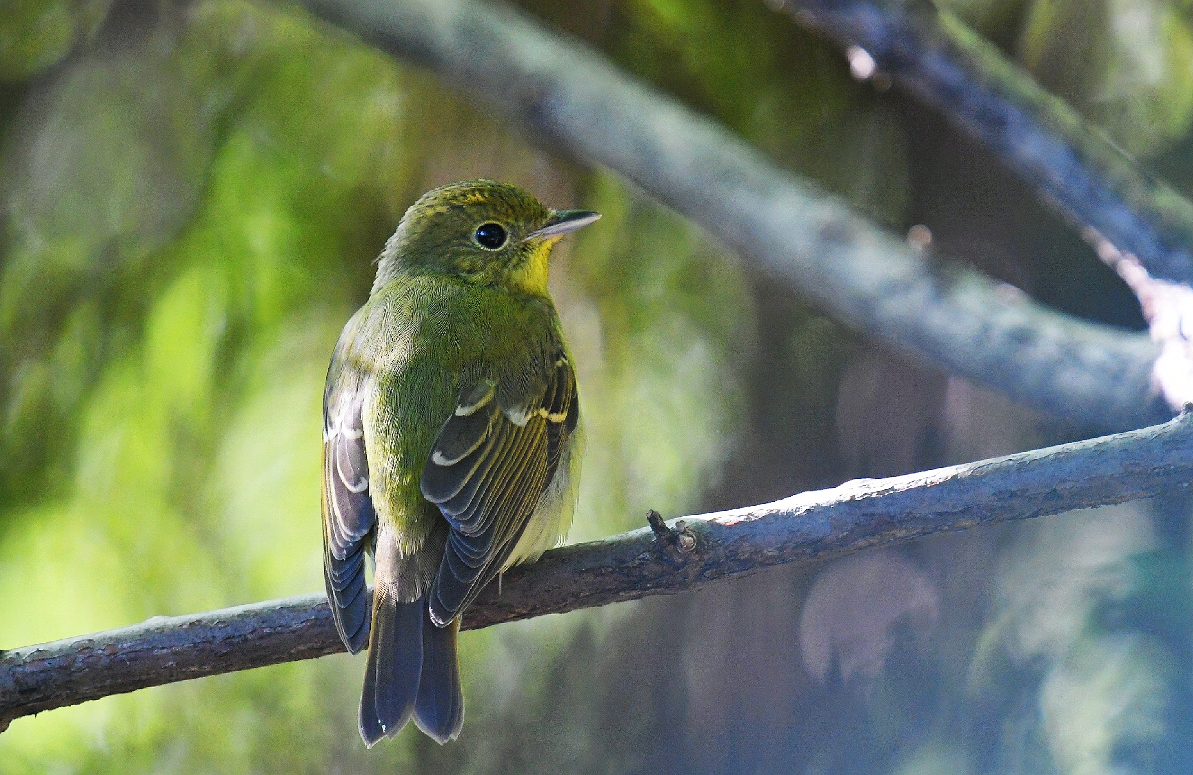 鸟的趣事一绿背(一)
