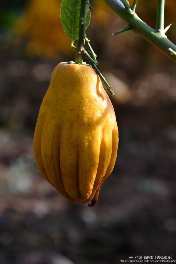 佛手是一种形状奇怪的柑橘果实,其形如拳如掌,仿如张开的手指,所以