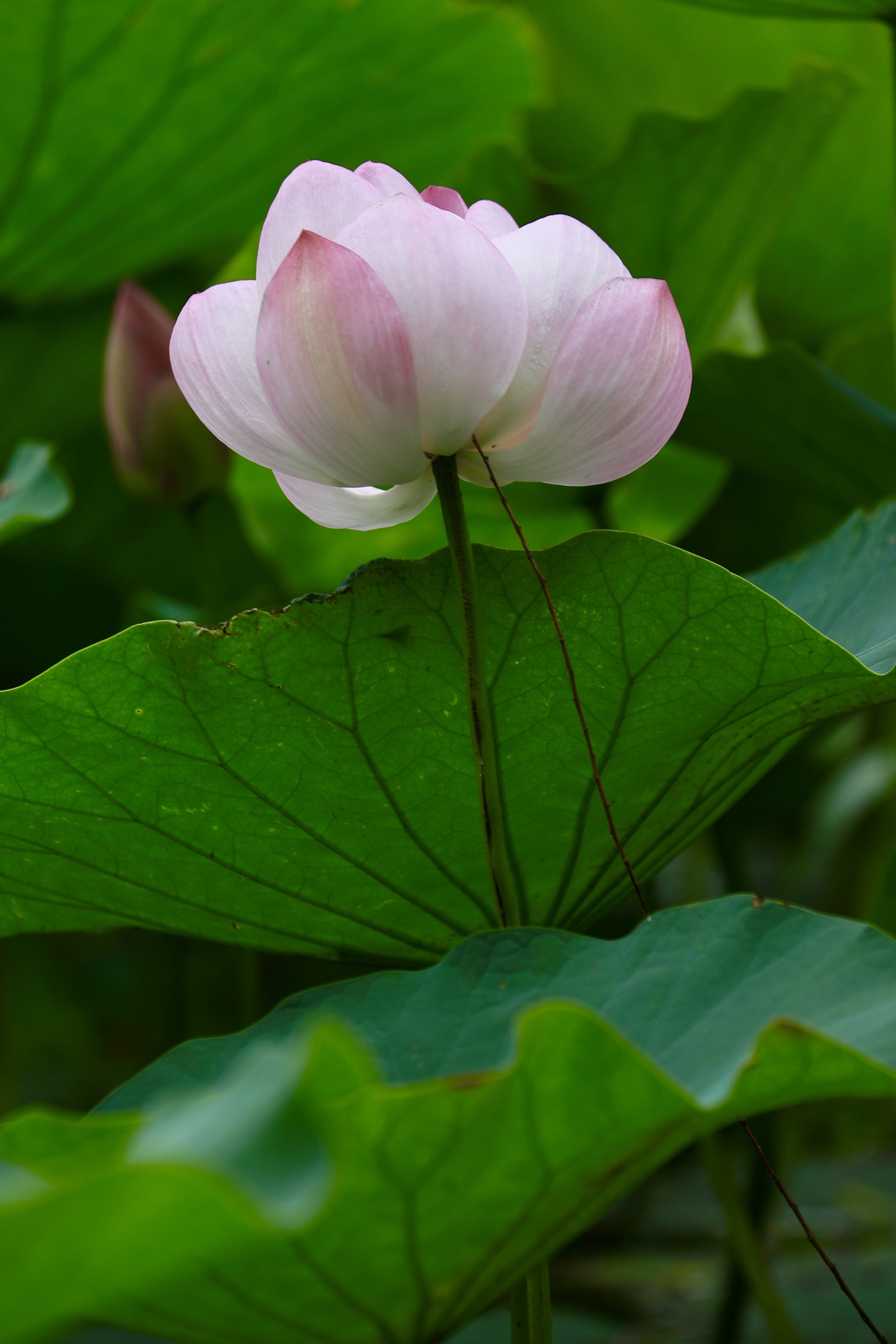 风摆荷叶催花开