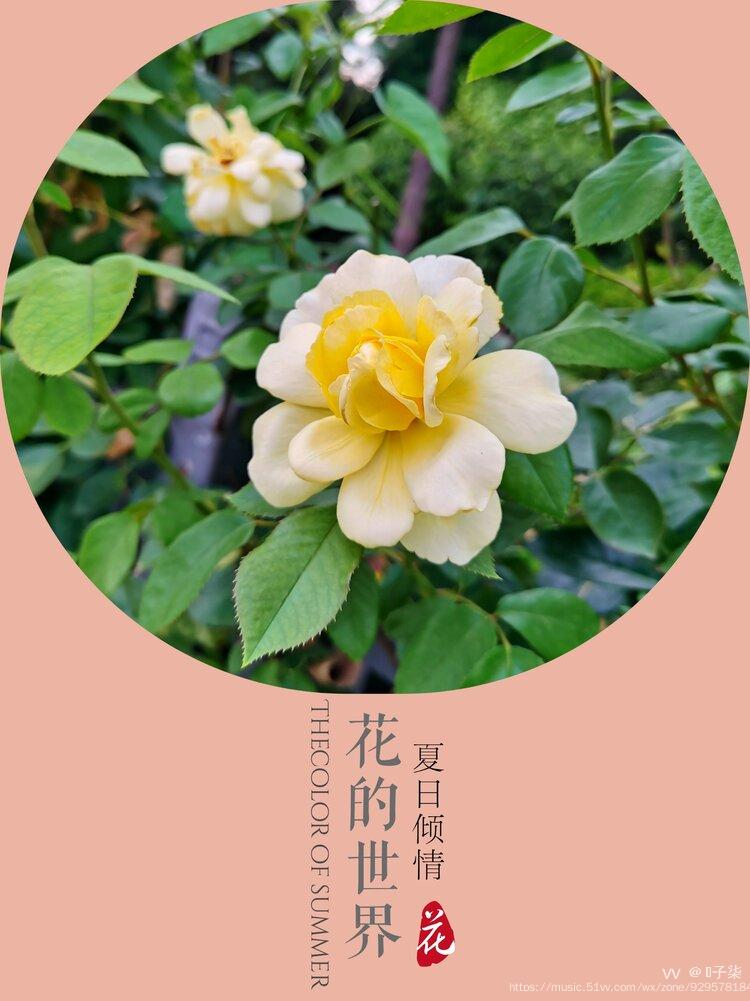 黄月季原创首发