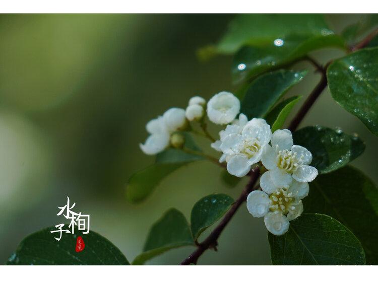 暮春时节水栒子开花首发