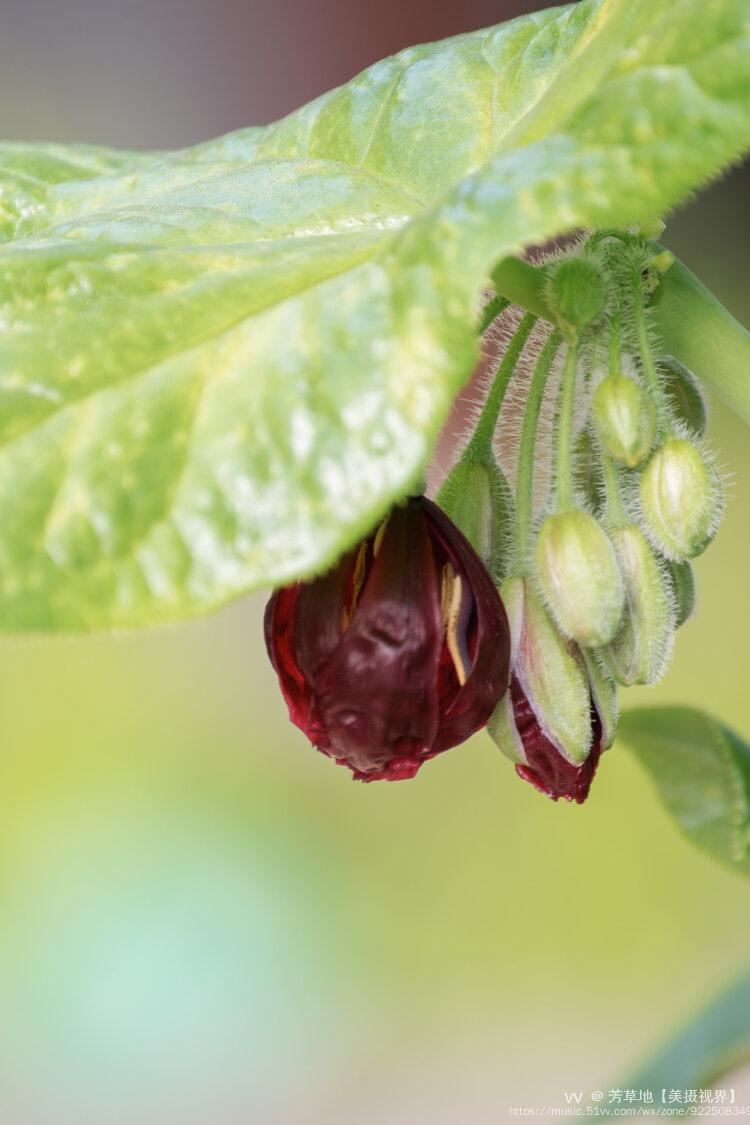 首发珍稀濒危植物八角莲