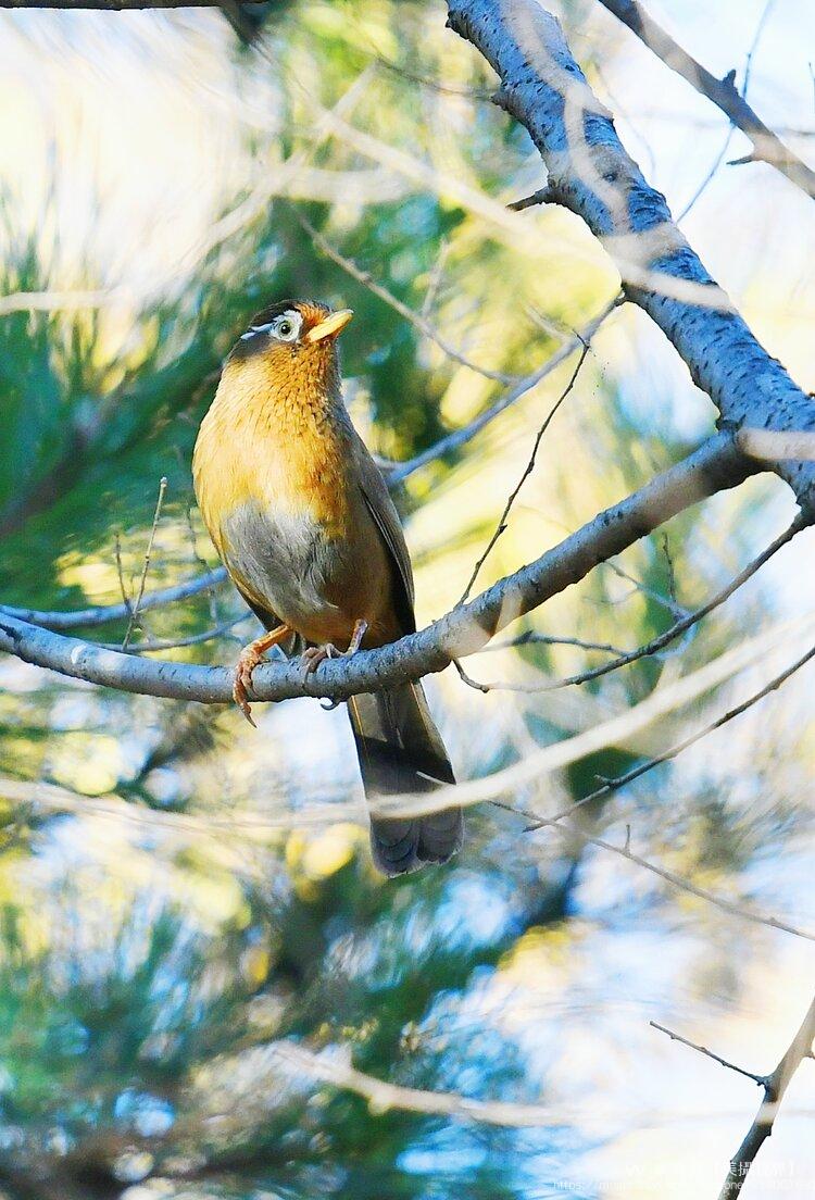 野拍画眉首发原创