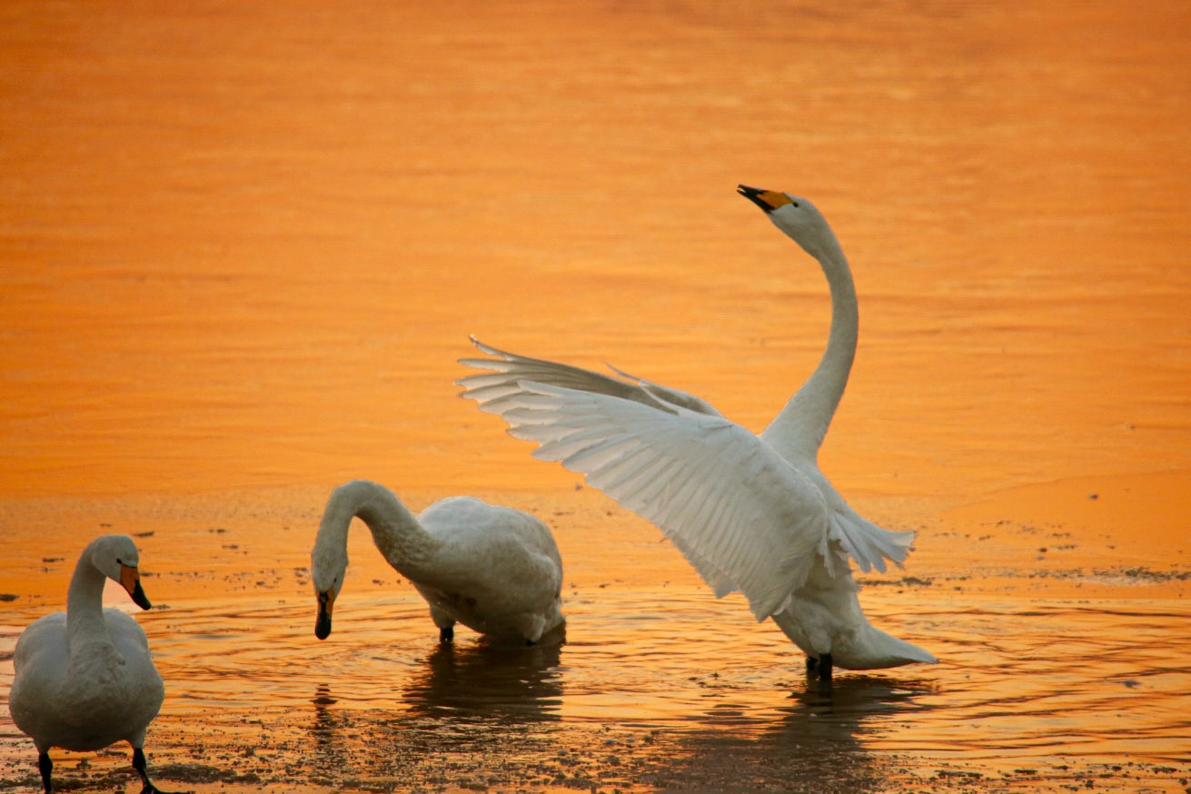 霞光映红天鹅湖