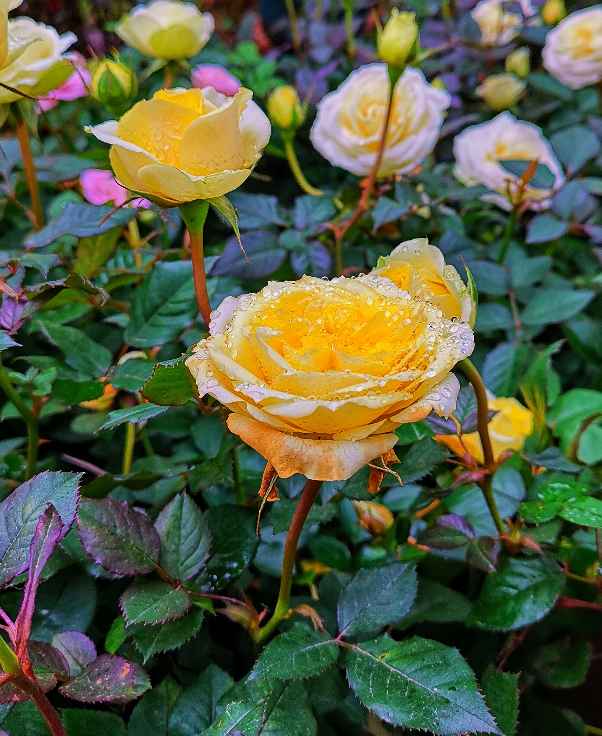 最喜月季日日新