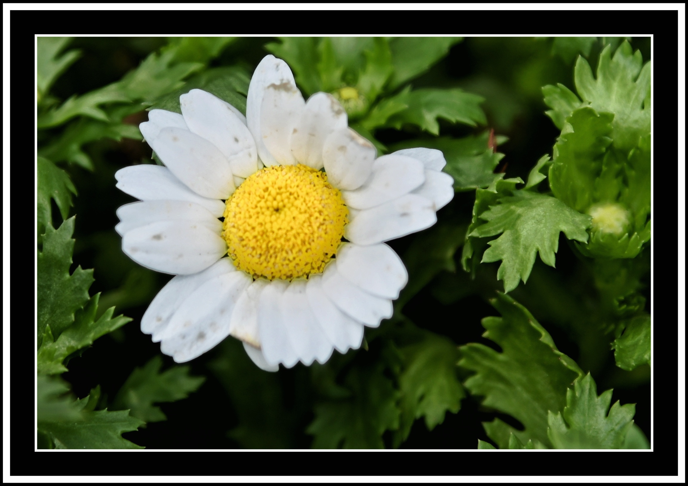 白晶菊【首发】