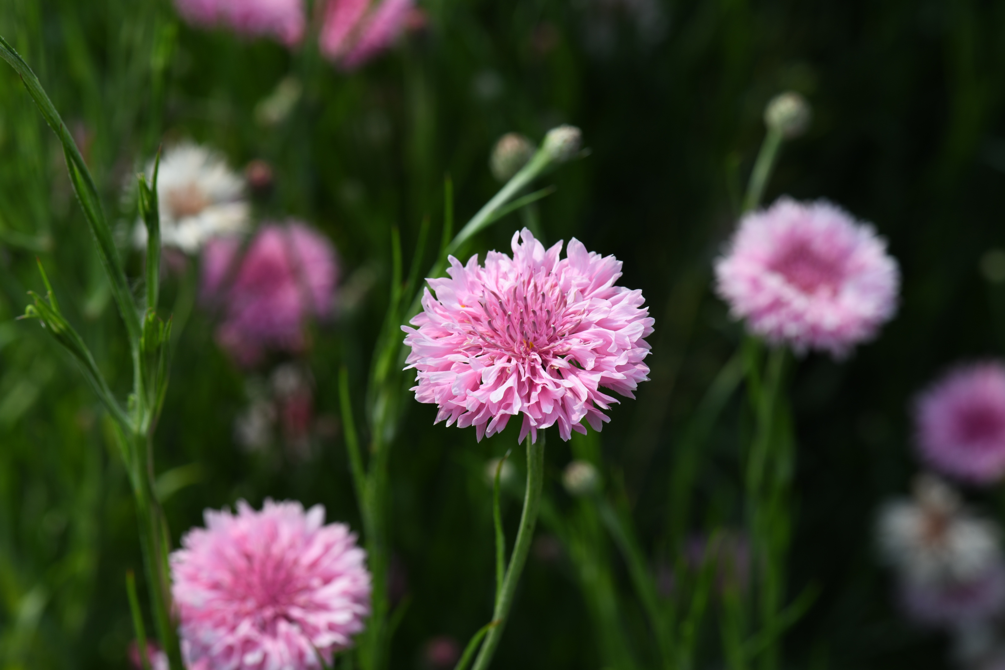 (首发)粉色矢车菊1